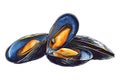 One Closed Mussel and Two Opening Mussels Royalty Free Stock Photo